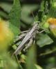 Chorthippus sp.